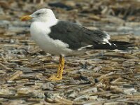 Larus fuscus 6, Kleine mantelmeeuw, adult, Saxifraga-Piet Munsterman