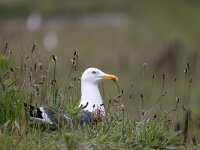 Larus fuscus 60, Kleine mantelmeeuw, Saxifraga-Luc Hoogenstein : Eneco