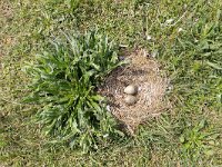 Larus fuscus 64, Kleine mantelmeeuw, Saxifraga-Luc Hoogenstein : Eneco