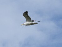 Larus fuscus 68, Kleine mantelmeeuw, Saxifraga-Willem van Kruijsbergen