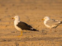 Larus fuscus 74, Kleine maletelmeeuw, adult, Saxifraga-Theo Verstrael