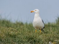 Larus fuscus 75, Kleine maletelmeeuw, adult, Saxifraga-Theo Verstrael