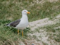 Larus fuscus 76, Kleine maletelmeeuw, adult, Saxifraga-Theo Verstrael
