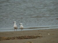 Larus genei 2, Dunsnavelmeeuw, Saxifraga-Jan van der Straaten