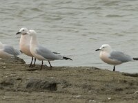 Larus genei 26, Dunsnavelmeeuw, Saxifraga-Willem van Kruijsbergen