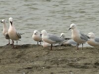 Larus genei 30, Dunsnavelmeeuw, Saxifraga-Willem van Kruijsbergen