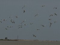 Larus genei 7, Dunsnavelmeeuw, Saxifraga-Jan van der Straaten