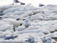 Larus glaucoides 2, Kleine burgemeester, Saxifraga-Bart Vastenhouw