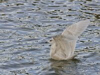 Larus glaucoides 6, Kleine burgemeester, Saxifraga-Rik Kruit