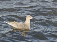 Larus glaucoides 7, Kleine burgemeester, Saxifraga-Rik Kruit