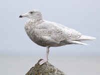 Larus hyperboreus 13, Grote burgemeester, Saxifraga-Bart Vastenhouw
