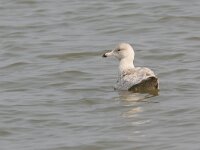 Larus hyperboreus 2, Grote burgemeester, Saxifraga-Jaap Schelvis
