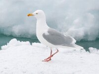 Larus hyperboreus 20, Grote burgemeester, Saxifraga-Bart Vastenhouw