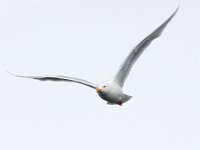 Larus hyperboreus 30, Grote burgemeester, Saxifraga-Bart Vastenhouw