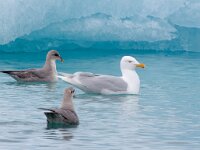 Larus hyperboreus 31, Grote burgemeester, Saxifraga-Bart Vastenhouw