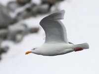 Larus hyperboreus 46, Grote burgemeester, Saxifraga-Bart Vastenhouw