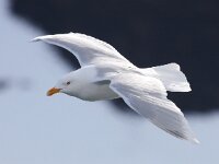 Larus hyperboreus 51, Grote burgemeester, Saxifraga-Bart Vastenhouw