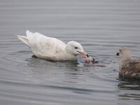 Larus hyperboreus 6, Grote burgemeester, 3rd year, Saxifraga-Piet Munsterman