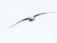 Larus hyperboreus 60, Grote burgemeester, Saxifraga-Bart Vastenhouw