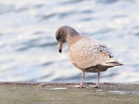 Larus hyperboreus 69, Grote burgemeester, Saxifraga-Bart Vastenhouw