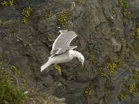 Larus michahellis 11, Geelpootmeeuw, Saxifraga-Jan van der Straaten