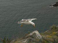 Larus michahellis 13, Geelpootmeeuw, Saxifraga-Jan van der Straaten