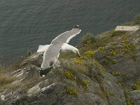 Larus michahellis 14, Geelpootmeeuw, Saxifraga-Jan van der Straaten