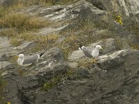 Larus michahellis 16, Geelpootmeeuw, Saxifraga-Willem van Kruijsbergen