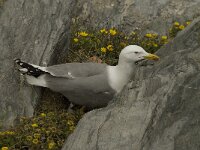 Larus michahellis 17, Geelpootmeeuw, Saxifraga-Willem van Kruijsbergen