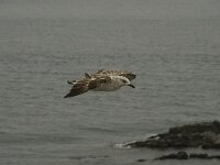 Larus michahellis 18, Geelpootmeeuw, Saxifraga-Willem van Kruijsbergen