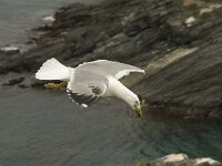 Larus michahellis 20, Geelpootmeeuw, Saxifraga-Willem van Kruijsbergen