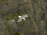 Larus michahellis 21, Geelpootmeeuw, Saxifraga-Willem van Kruijsbergen