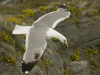Larus michahellis 22, Geelpootmeeuw, Saxifraga-Willem van Kruijsbergen