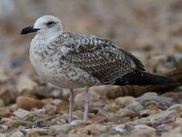 Larus michahellis 3, Geelpootmeeuw, Saxifraga-Mark Zekhuis
