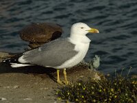 Larus michahellis 34, Geelpootmeeuw, Saxifraga-Jan van der Straaten