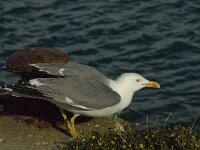 Larus michahellis 35, Geelpootmeeuw, Saxifraga-Jan van der Straaten