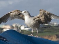 Larus michahellis 38, Geelpootmeeuw, Saxifraga-Willem van Kruijsbergen