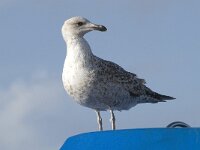 Larus michahellis 41, Geelpootmeeuw, Saxifraga-Willem van Kruijsbergen