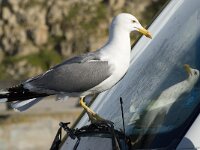 Larus michahellis 42, Geelpootmeeuw, Saxifraga-Willem van Kruijsbergen