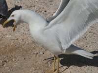 Larus michahellis 46, Geelpootmeeuw, Saxifraga-Willem van Kruijsbergen