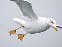 Larus michahelis, Caspian gull, Yellow-Legged Gull, Geelpootmeeu  Larus michahelis, Caspian gull, Yellow-Legged Gull, Geelpootmeeuw : adult, autumn, bird, Caspian Gull, Den Helder, fall, flight, flight image, flying, Geelpootmeeuw, herfst, in flight, Larus michahelis, migratory bird, migratory species, nature, natuur, Nederland, Noordzee, North Sea. Natura 2000, sea bird, the Netherlands, trekvogel, vliegend, vlucht, vluchtbeeld, vogel, volwassen, winter plumage, wintergast, wintering bird, wintering species, winterkleed, Yellow-legged Gull, zeevogel, geel, yellow, poten, legs, yellow legs, gele poten