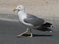 Larus michahellis 52, Geelpootmeeuw, Saxifraga-Willem van Kruijsbergen