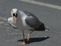 Larus michahellis 58, Geelpootmeeuw, Saxifraga-Willem van Kruijsbergen