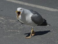 Larus michahellis 59, Geelpootmeeuw, Saxifraga-Willem van Kruijsbergen