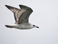 Larus michahelis, Caspian gull, Yellow-Legged Gull, Geelpootmeeu  Larus michahelis, Caspian gull, Yellow-Legged Gull, Geelpootmeeuw : autumn, banded. ringed, bird, Caspian Gull, Den Helder, eerste winterkleed, eerstejaars vogel, fall, first winter, flight, flight image, flying, Geelpootmeeuw, gele ring, geringd, herfst, in flight, Larus michahelis, migratory bird, migratory species, nature, natuur, Nederland, Noordzee, North Sea. Natura 2000, Polish origin, Poolse afkomst, sea bird, the Netherlands, trekvogel, vliegend, vlucht, vluchtbeeld, vogel, wintergast, wintering bird, wintering species, yellow ring, Yellow-legged Gull, zeevogel