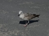 Larus michahellis 62, Geelpootmeeuw, Saxifraga-Willem van Kruijsbergen