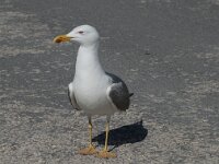Larus michahellis 64, Geelpootmeeuw, Saxifraga-Willem van Kruijsbergen