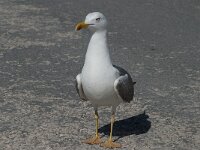 Larus michahellis 65, Geelpootmeeuw, Saxifraga-Willem van Kruijsbergen