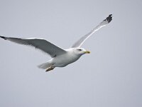 Larus michahelis, Caspian gull, Yellow-Legged Gull, Geelpootmeeu  Larus michahelis, Caspian gull, Yellow-Legged Gull, Geelpootmeeuw : adult, autumn, bird, Caspian Gull, Den Helder, fall, flight, flight image, flying, Geelpootmeeuw, herfst, in flight, Larus michahelis, migratory bird, migratory species, nature, natuur, Nederland, Noordzee, North Sea. Natura 2000, sea bird, the Netherlands, trekvogel, vliegend, vlucht, vluchtbeeld, vogel, volwassen, winter plumage, wintergast, wintering bird, wintering species, winterkleed, Yellow-legged Gull, zeevogel