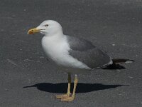 Larus michahellis 70, Geelpootmeeuw, Saxifraga-Willem van Kruijsbergen